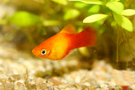 Platy (Xiphophorus maculatus), a popular freshwater aquarium fishの写真素材