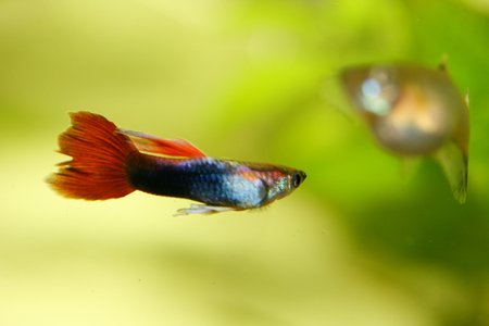 A male guppy (Poecilia reticulata), a popular freshwater aquarium fishの写真素材