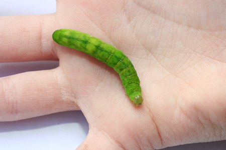 green caterpillar crawling on a child's handの写真素材
