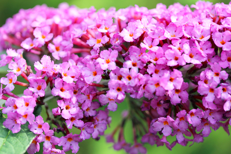 The inflorescence of a butterfly bush (Buddleja davidii)