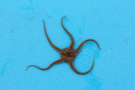 Ophiura albida is a species of brittle star in the order Ophiurida