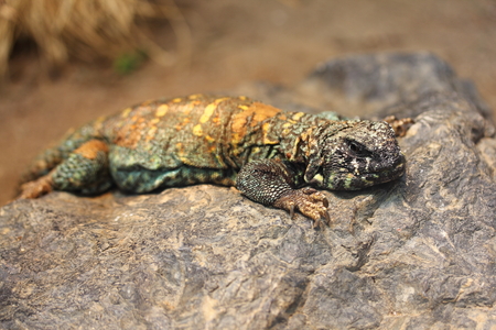 Uromastyx ocellata, (Uromastyx ocellata) is a species of Uromastyx (Uromastyx) within the family of the Agamas (Agamidae)の写真素材
