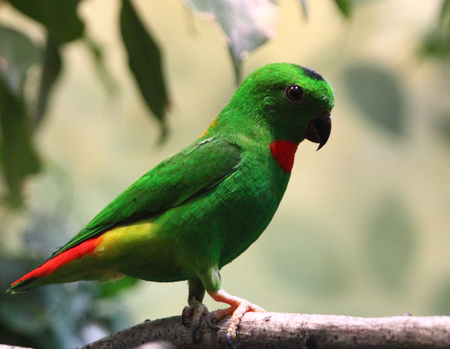 The blue-crowned hanging parrot (Loriculus galgulus) is a small green parrot found in forested lowlands in Southern Burma and Thailand, Malaya, Singapore, and Indonesiaの写真素材