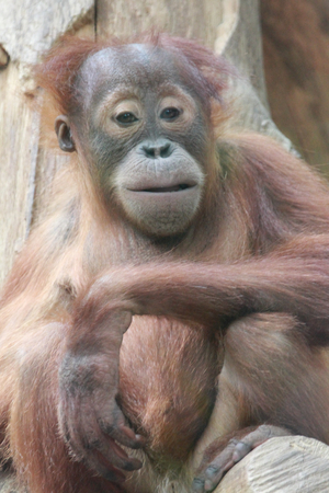 The orangutans (spelled orangutan, orangutang, orangutang) are three extant species of great apes...