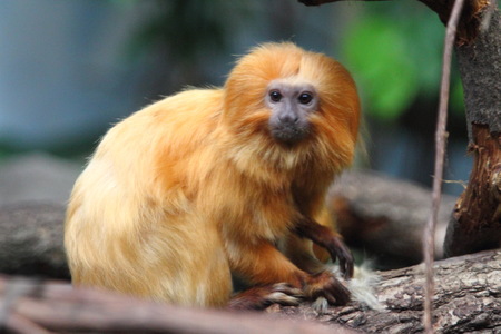 The golden lion tamarin (Leontopithecus rosalia), also known as the golden marmoset, is a small New...