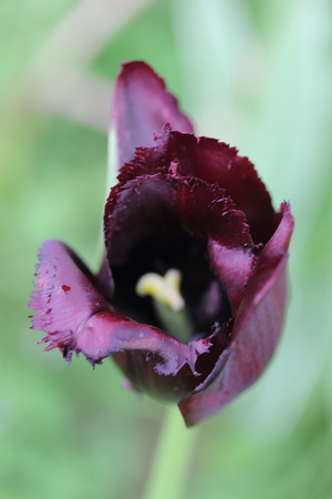 Tulips (Tulipa) form a genus of spring-blooming perennial herbaceous bulbiferous geophytes (having bulbs as storage organs). The flowers are usually large, showy and brightly coloured, generally red, yellow, or whiteの写真素材