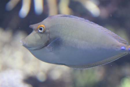 The bluespine unicornfish or short-nose unicornfish (Naso unicornis) is a tang from the Indo-Pacific