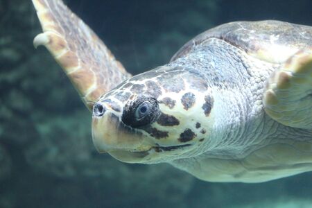 The loggerhead sea turtle (Caretta caretta), or loggerhead, is an oceanic turtle distributed...