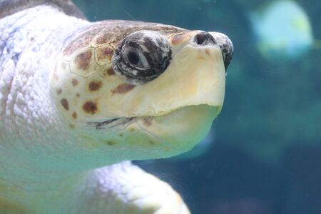 The loggerhead sea turtle (Caretta caretta), or loggerhead, is an oceanic turtle distributed throughout the world. It is a marine reptile, belonging to the family Cheloniidae.の写真素材