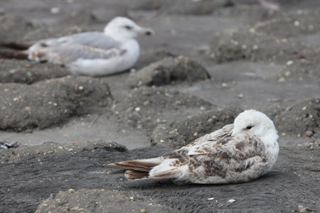 The European herring gull (Larus argentatus) is a large gull. One of the best known of all gulls along the shores of western Europe, it was once abundant.の写真素材
