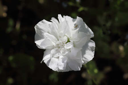 The Turkish poppy is a perennial, herbaceous plant and reaches stature heights up to 100 centimetersの写真素材