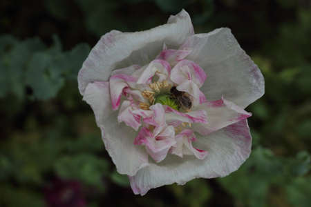 The Turkish poppy is a perennial, herbaceous plant and reaches stature heights up to 100 centimetersの写真素材