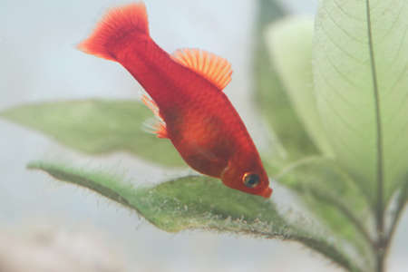 Platy (Xiphophorus maculatus), a popular freshwater aquarium fishの写真素材