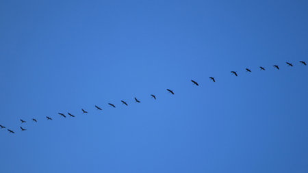 Migratory birds flying in formation on the way to the southの写真素材