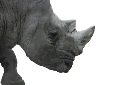 The white rhino (Ceratotherium simum) an endangered speciesの写真素材