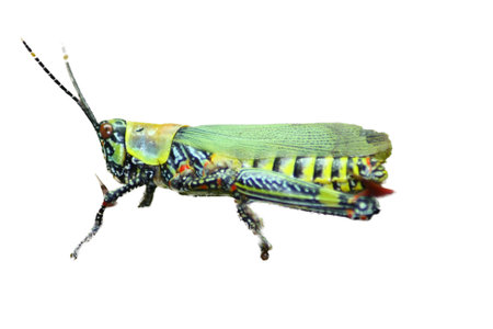 A colorful cricket (Gryllidae) on a rose stemの写真素材