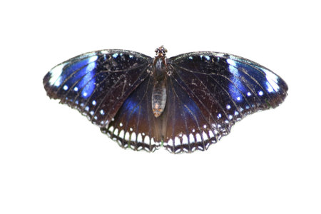 A close up of a beautiful colorful Butterflyの写真素材