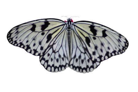 A close up of a beautiful colorful Butterfly