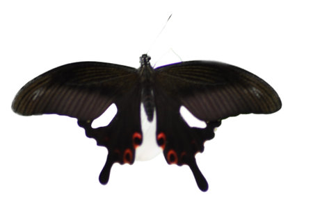 A close up of a beautiful colorful Butterflyの写真素材