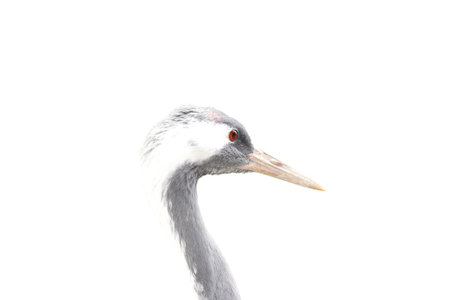 Side view of a Demoiselle Crane (Anthropoides virgo)の写真素材