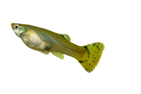 A Female Guppy (Poecilia reticulata), a popular freshwater aquarium fishの写真素材