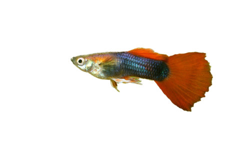 A male guppy (Poecilia reticulata), a popular freshwater aquarium fish