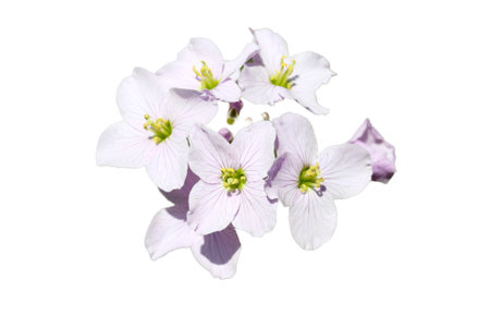 The inflorescence of a Cuckoo Flower (Cardamine pratensis)の写真素材