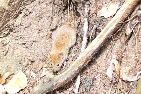 The bank vole (Myodes glareolus) is a small vole with red-brown fur and some gray patches, with a...