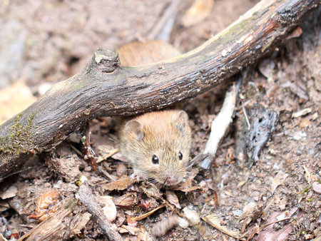 The bank vole (Myodes glareolus) is a small vole with red-brown fur and some grey patches, with a...