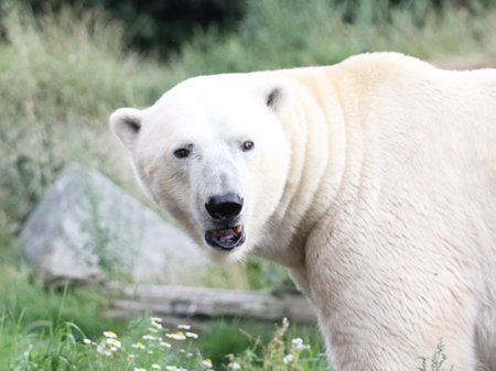The polar bear (Ursus maritimus) is a hypercarnivorous bear whose native range lies largely within the Arctic Circle,の写真素材