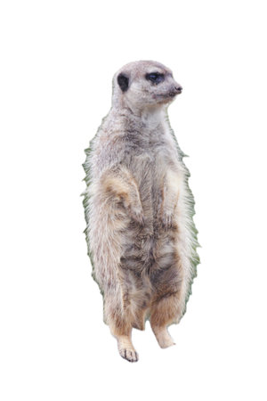The meerkat (Suricata suricatta), is a mammal of the mongoose familyの写真素材