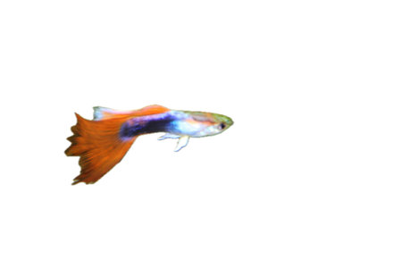 A male guppy (Poecilia reticulata), a popular freshwater aquarium fish