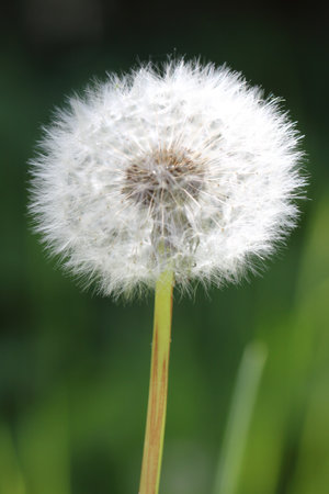 Closeup of a dandelion with green backgroundの写真素材