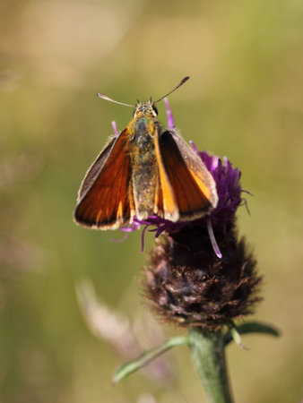 large skipper (Ochlodes sylvanus) is a butterfly of the family Hesperiidae.の写真素材