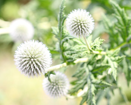 Echinops exaltatus, the Russian globe thistle or tall globethistle, is European species of globe...