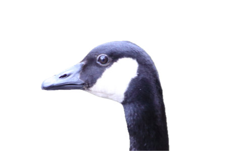 The Canada Goose (Branta canadensis) is a species of bird in the family Anatidaeの写真素材