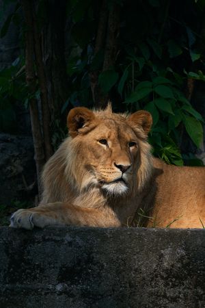 Portrait of a big male lionの写真素材