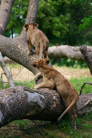 Two young lions togetherの写真素材