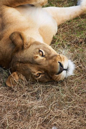 Portrait of Lioness - close upの写真素材