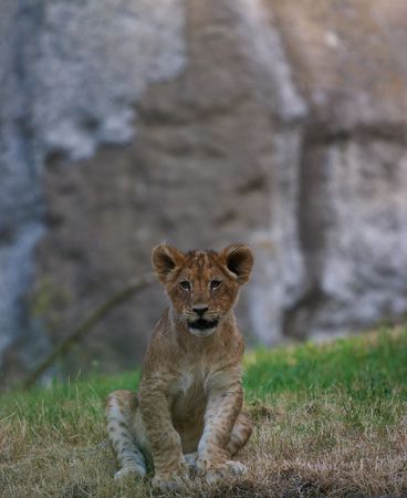 close-up of a cute lion cubの写真素材