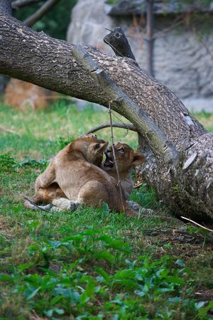 Two young lions togetherの写真素材