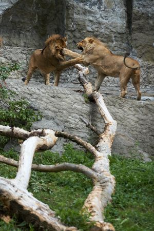 Two young lions togetherの写真素材