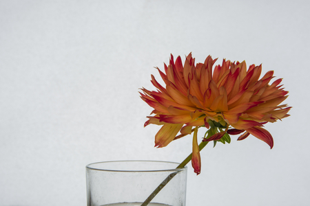 Dahliaの写真素材