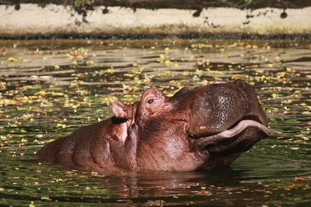 Hippo in the Pool