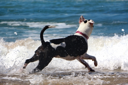 Dog play with ocean waves that splashes on the shoreの写真素材