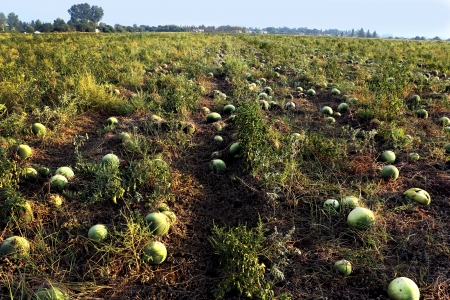 Watermelons growing in an agricultural field ripening on the vine for harvest as a delicious fruit and foodの写真素材
