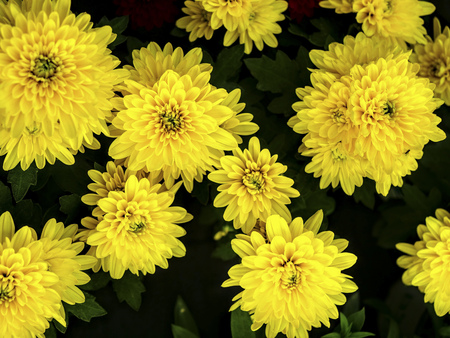 Background of frash and big yellow daisy flowers