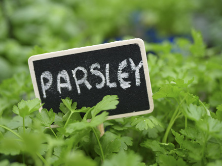 Parsley herb green plants greenhouseの写真素材