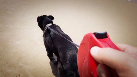 Walking A Dog On The Beach With Red Handled  Retractable Leash. Unique POV.の写真素材