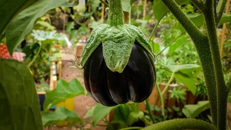 Fresh organic home garden round eggplantの写真素材